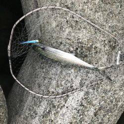 貝塚人工島1本勝負